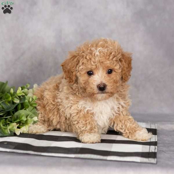 Hunter, Bich-Poo Puppy